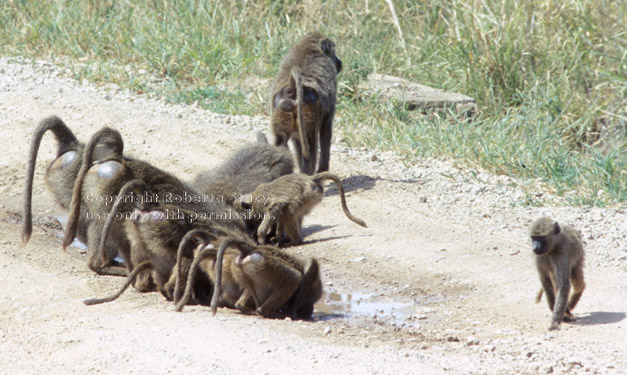 baboons drinking from puddle in road