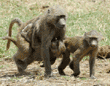 olive baboon adult with two youngsters