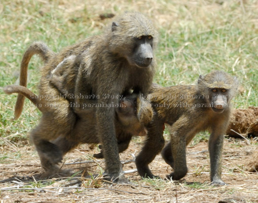olive baboon adult with two youngsters