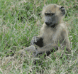 young olive baboon