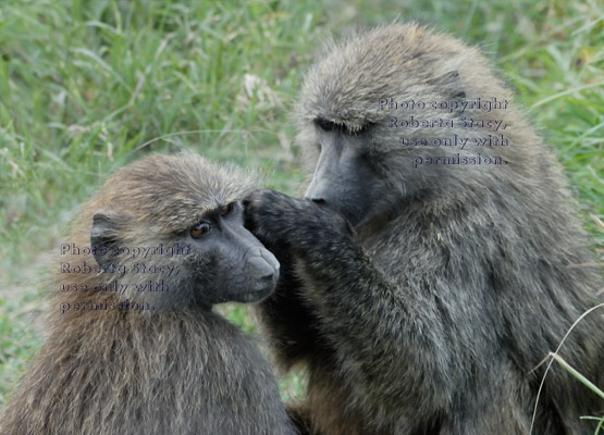one olive baboon grooming another baboon