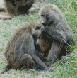 one olive baboon being groomed by another baboon