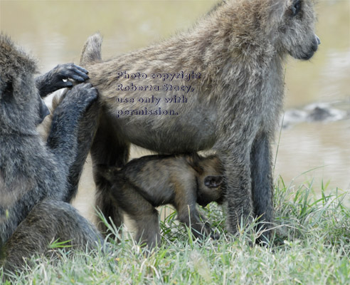 one olive baboon being groomed by another