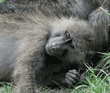 olive baboon lying down while being groomed