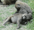 olive baboon lying down while being groomed by another