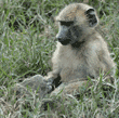 young olive baboon sitting in grass