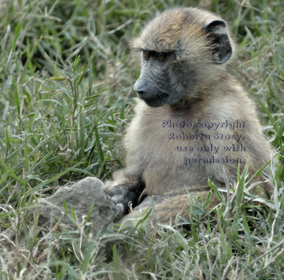 young olive baboon sitting in grass