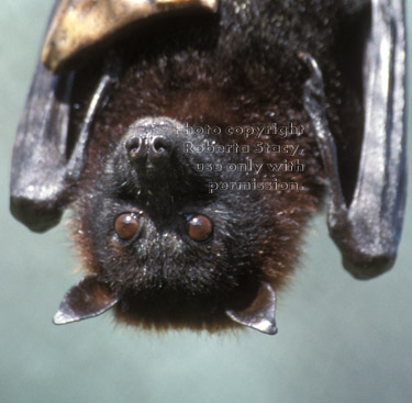 Malayan fruit bat