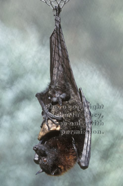 Malayan fruit bat