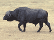 cape buffalo Tanzania East Africa