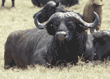 cape buffalo Tanzania East Africa