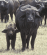cape buffalo calf and adult Tanzania