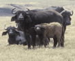 cape buffalo adults & calf Tanzania