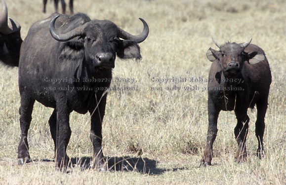 cape buffalo adult and calf