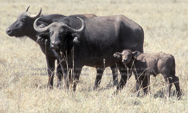 cape buffalo adults and calf