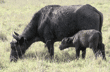 cape buffalo mother with calf