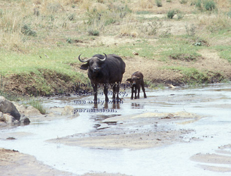 cape buffalo with her calf