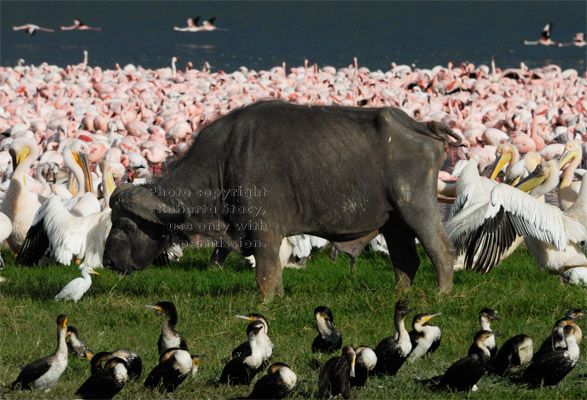 grazing cape buffalo surrounded by birds