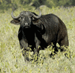 cape buffalo with an oxpecker on its head