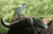 cape buffalo with a cattle egret on its head