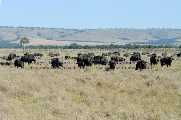 cape buffalo herd