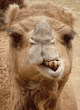 Arabian camel