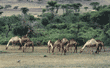 Arabian camels, domestic