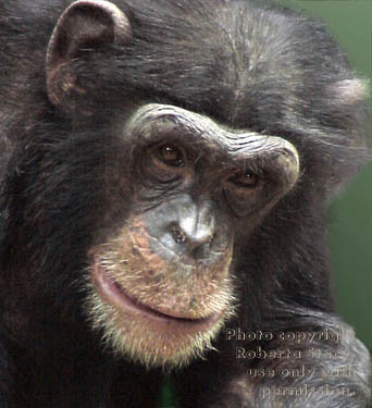 chimpanzee adult