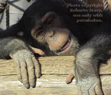 young chimpanzee