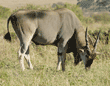 common eland grazing