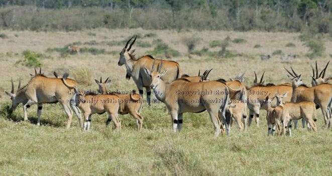 group of common elands