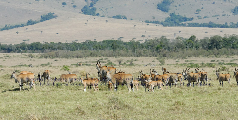 common eland herd