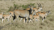 common elands, adult and young