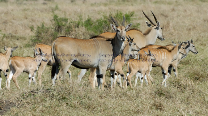 common elands, adult and young