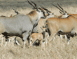 common elands, adults and baby