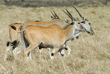 three common elands