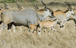 common elands, including adult male, juvenile, and baby