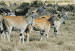 common elands, with wildebeests and zebras in background