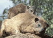 rock hyrax baby and adult