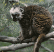 white-fronted brown lemur