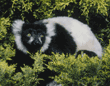 black-and-white ruffed lemur