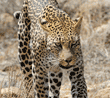 leopard walking toward photographer