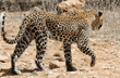 leopard walking away from photographer