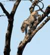 one leopards walking down tree