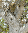 leopard in tree