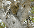 leopard sleeping in tree