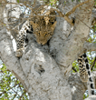 leopard in tree, with eyes open