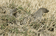 two banded mongooses