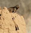 dwarf mongoose on termite mound
