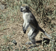 vervet monkey standing on back legs